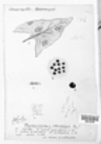 Stagonospora atriplicis image